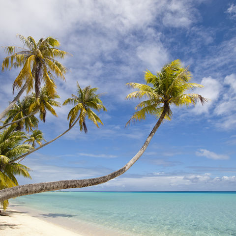 Palmen am Strand, Fiji