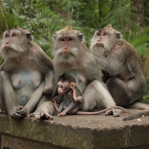 Affenfamilie auf Bali, Indonesien