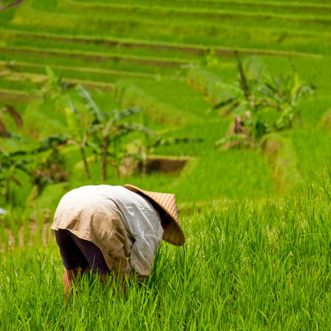 Arbeiter auf dem Reisfeld, Indonesien