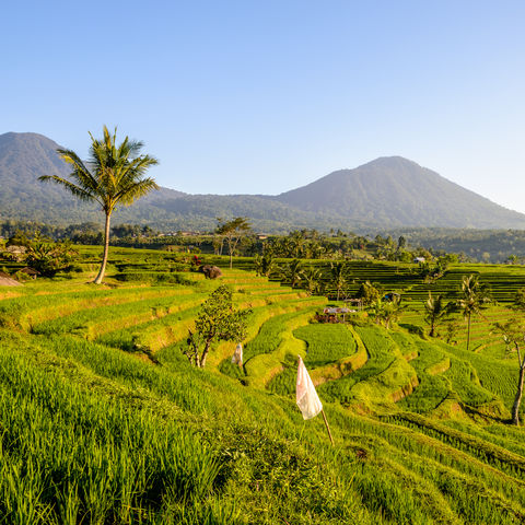 Blick auf die Reisterrassen von Jatiluwih, Indonesien