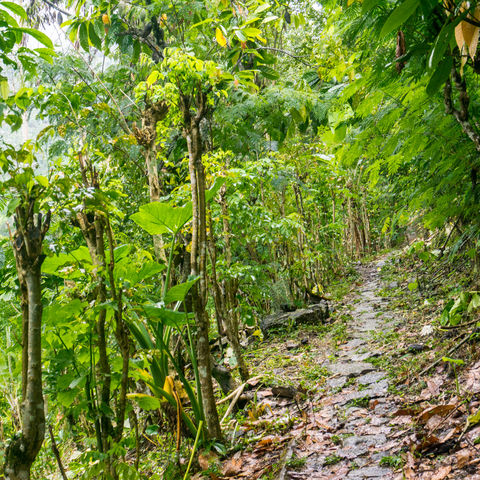 Pfad durch den Regenwald von Munduk, Indonesien