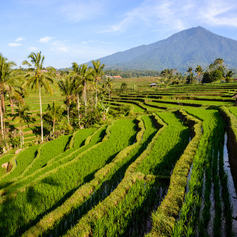 Reisterassen von Jatiluwih, Indonesien