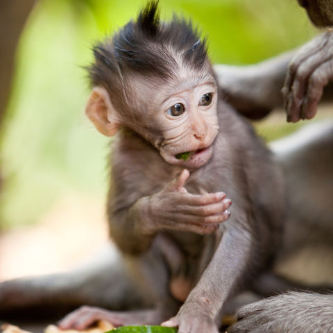 Affenbaby in der Nähe von Ubud, Indonesien