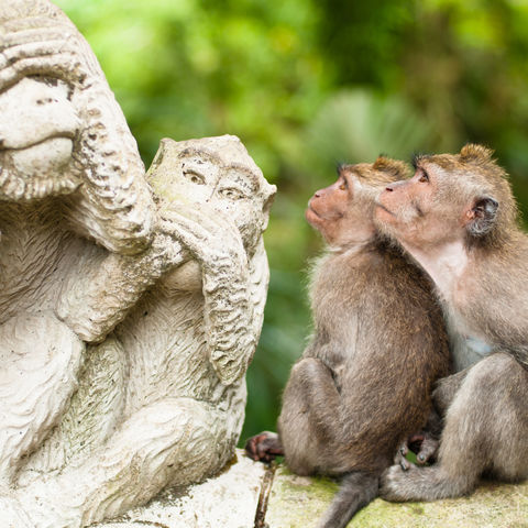 Zwei Makaken Affen in der Monkey Forest Tempelanlage, Indonesien