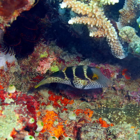 Unterwasserwelt Balis, Indonesien