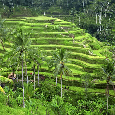 Grüne Reisterassen, Indonesien