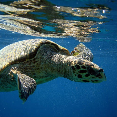 Schildkröte in den Gewässern um Lombok, Indonesien