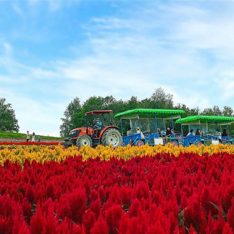 Bummelbahn durch bunte Blumenfelder@terra-auf-unsplash, Japan