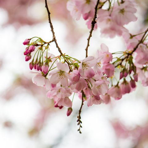 Kirschblüten-Nahaufnahme, Japan