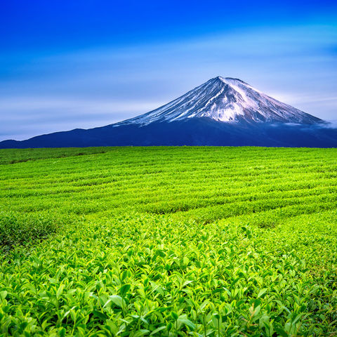 Leuchtend grüne Teefelder vor dem Mount Fuji, Japan