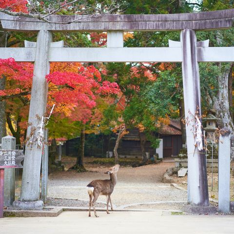 Das Reh bestaunt ein Torii@Timo Volz Unsplash, Japan