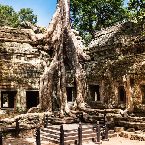 Ta Prohm Tempel in Angkor Wat, Kambodscha