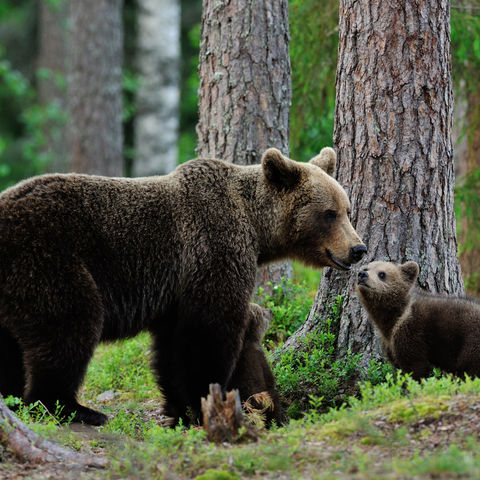 Herzerwärmend: Bärenmutter mit ihrem Jungen im Wald, Kanada