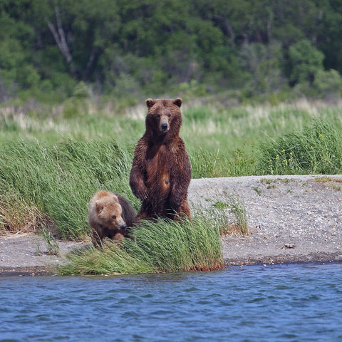 Braunbärenfamilie am Ufer, Kanada