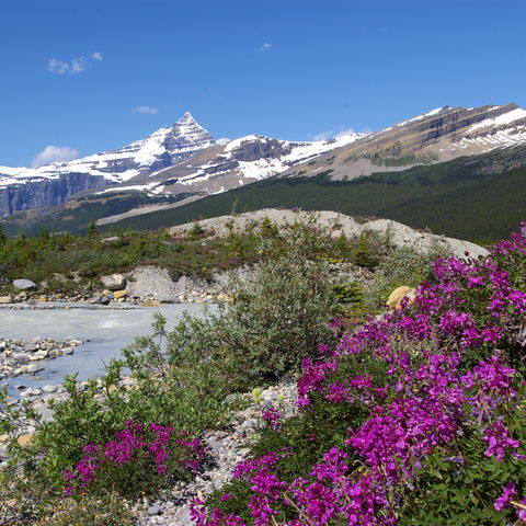 Mount Robson in den kanadischen Rocky Mountains, Kanada