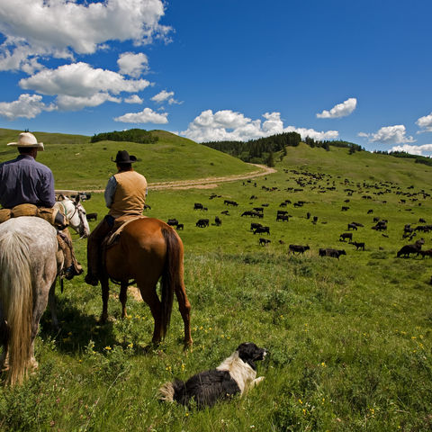 Cowboys bei Ihrer großen Rinderherde, Kanada