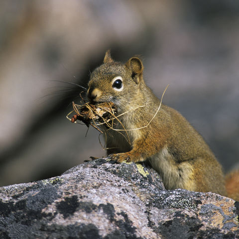 Eichhörnchen auf Futtersuche, Kanada