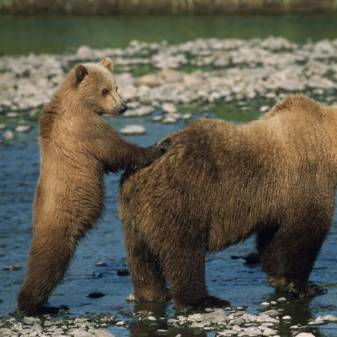 Grizzybären am Flussufer, Kanada