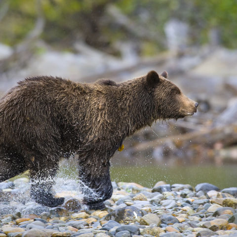 Laufender Grizzlybär, Kanada