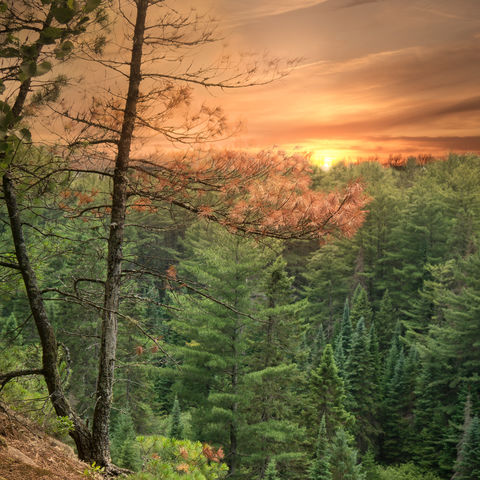 Sonnenuntergang auf dem Two Rivers Trail, Algonquin Park, Ontario, Kanada