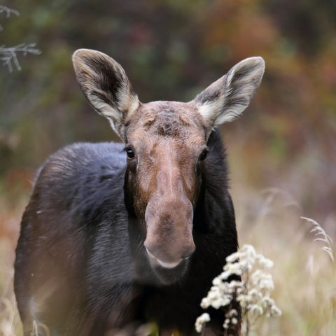 Elchkuh im Algonquin Provincialpark, Kanada