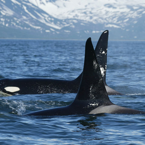 Orcas im Pazifik, Kanada