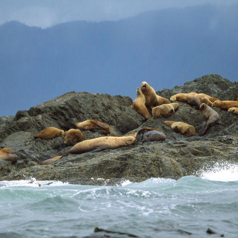 Seelöwen auf Felsen auf Vancouver Island, Kanada