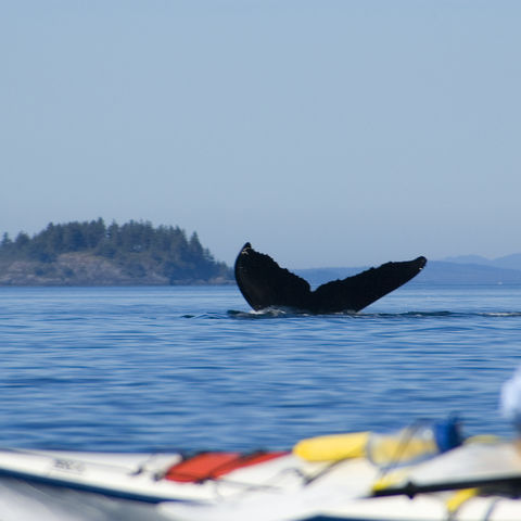 Walflosse vor Vancouver-Island, Kanada