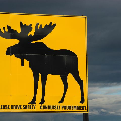 Verkehrsschild warnt vor Elchen, Kanada