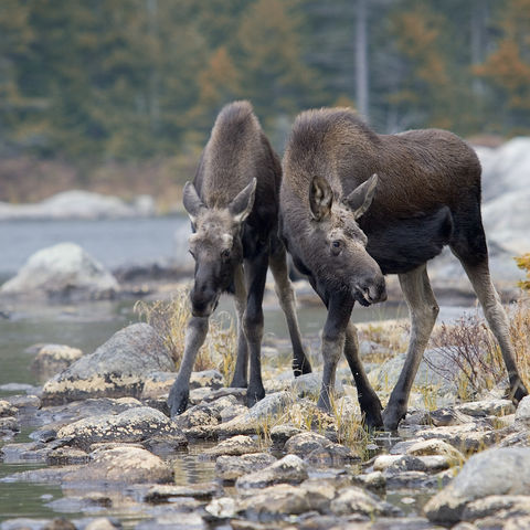 Zwei junge Elche am Ufer, Kanada