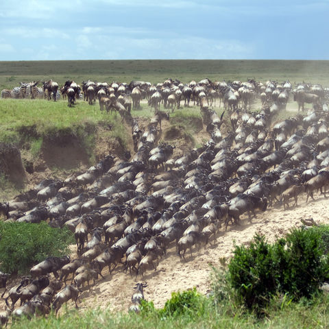 Gnuherde auf Wanderung, Kenia