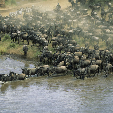 Gnuherde während der Migration, Kenia