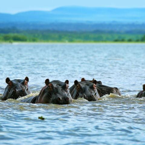 Flusspferde im Lake Naivasha, Kenia