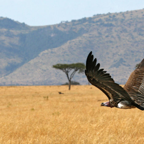 Geier über der Savanne, Kenia