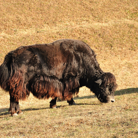 Wildes Yak, Kirgistan