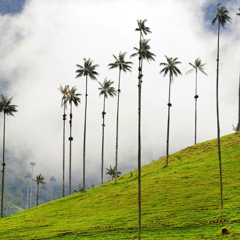 Wachspalmen von Cocora, Kolumbien