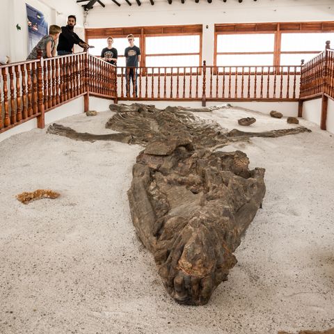 Saurierfossil bei Villa de Leyva, Kolumbien