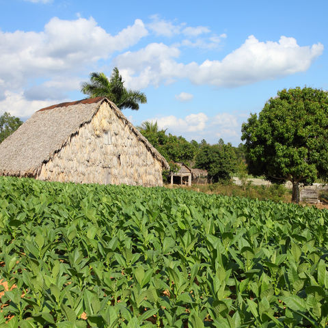 Tabak-Plantage, Kuba