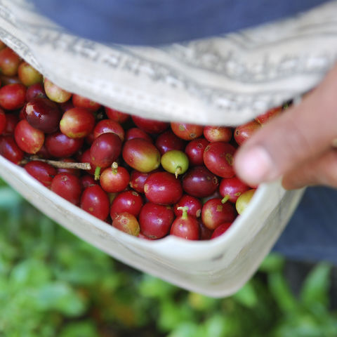 Ernte der reifen Kaffeebohnen, Laos