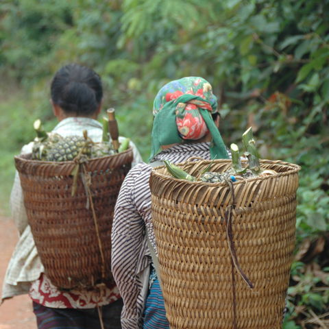 Laotische Frauen mit ihrer Ernte, Laos