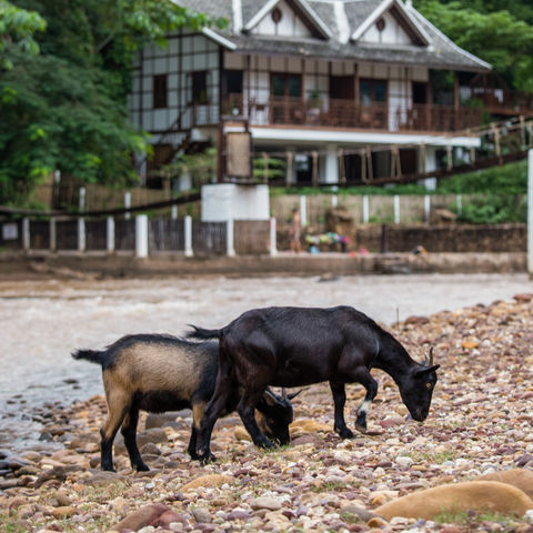 Ziegen auf der Sandbank der Muang La Lodge, Laos