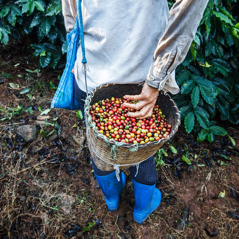 Kaffeebaum mit reifen Kaffeebohnen auf Plantage, Laos