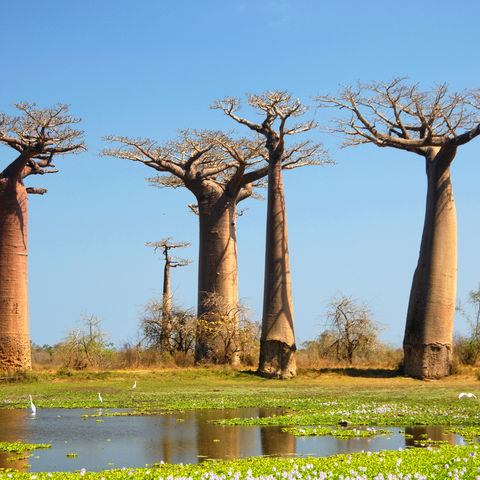 Einige Baobab Bäume, Madagaskar