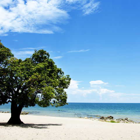 Lieber ins Wasser springen oder eine Mango vom Baum pflücken?, Malawisee, Malawi