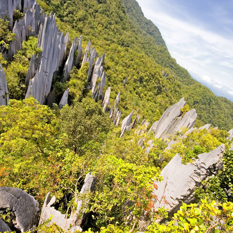 Pinnacles im Mulu Nationalpark, Malaysia