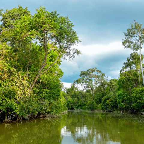 Flusssafari auf dem Kinabatangan im dichten Regenwald, Sabah, Borneo, Malaysia