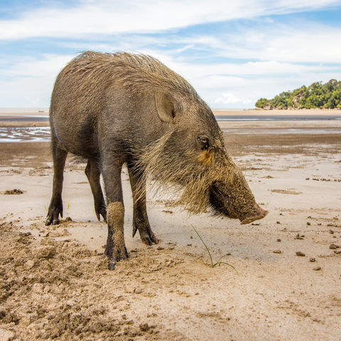 Wildschwein am Strand!, Bako Nationalpark, Kuching, Sarawak, Borneo, Malaysia