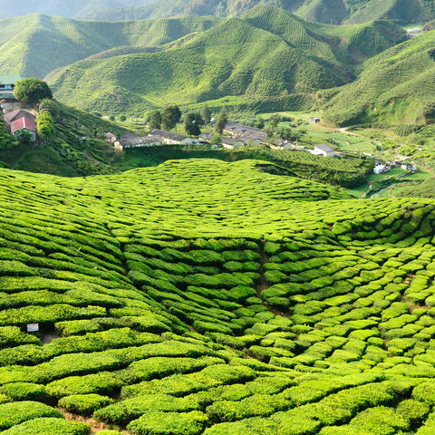 So weit die Hügel reichen: Teeplantagen in den Cameron Highlands, Malaysia