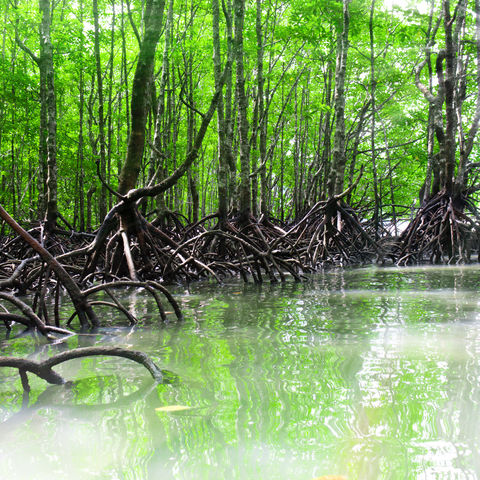 Bootstour vorbei an Riesenwurzeln: Mangrovenwald auf Langkawi, Malaysia