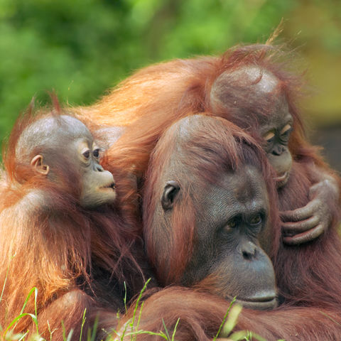 Orang-Utan mit Babys © Thinkstock, iStockphoto